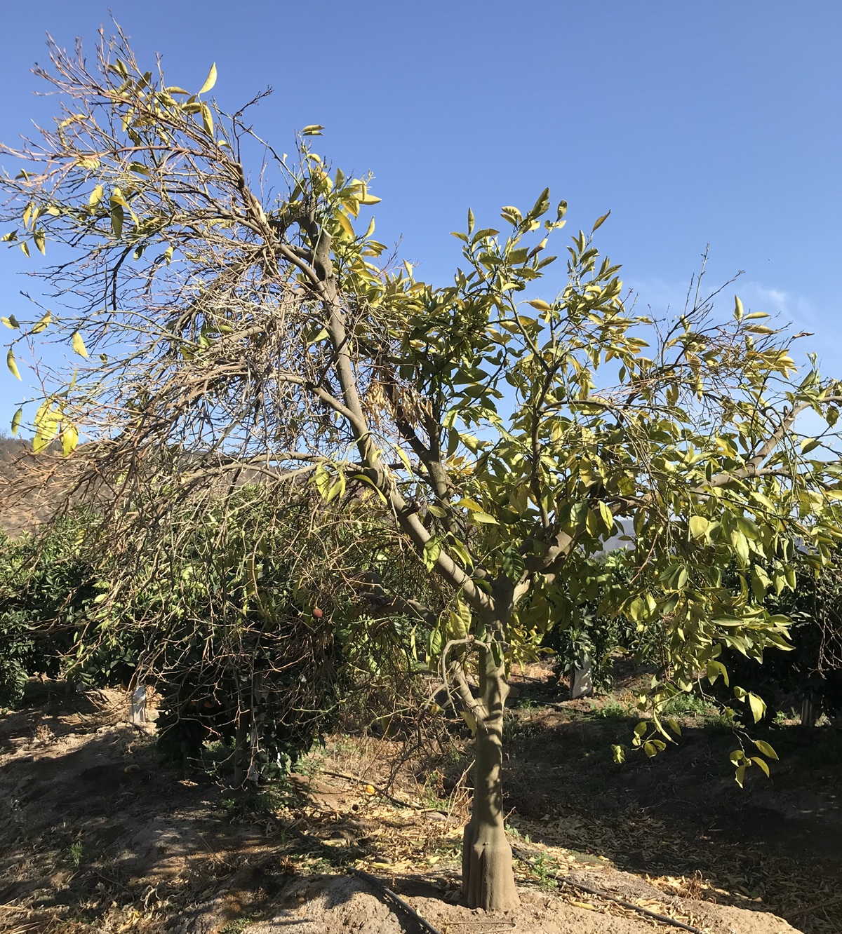 Investigadoras UC revelan la verdadera magnitud del Fusarium en cítricos chilenos