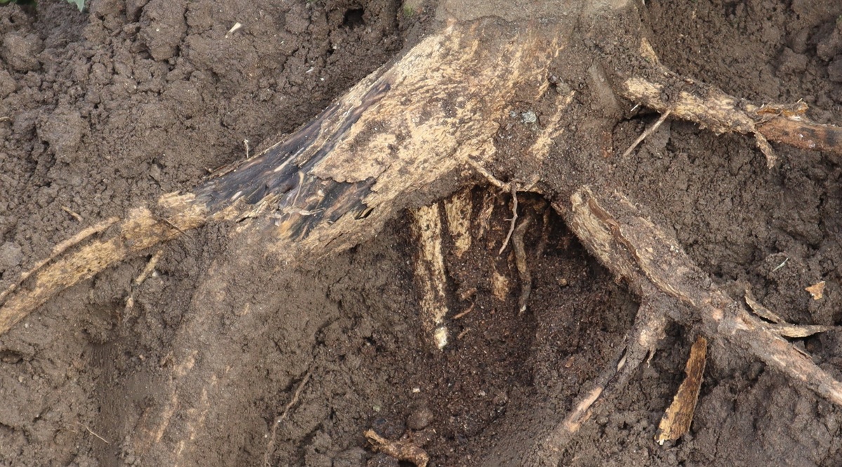 Investigadoras UC revelan la verdadera magnitud del Fusarium en cítricos chilenos