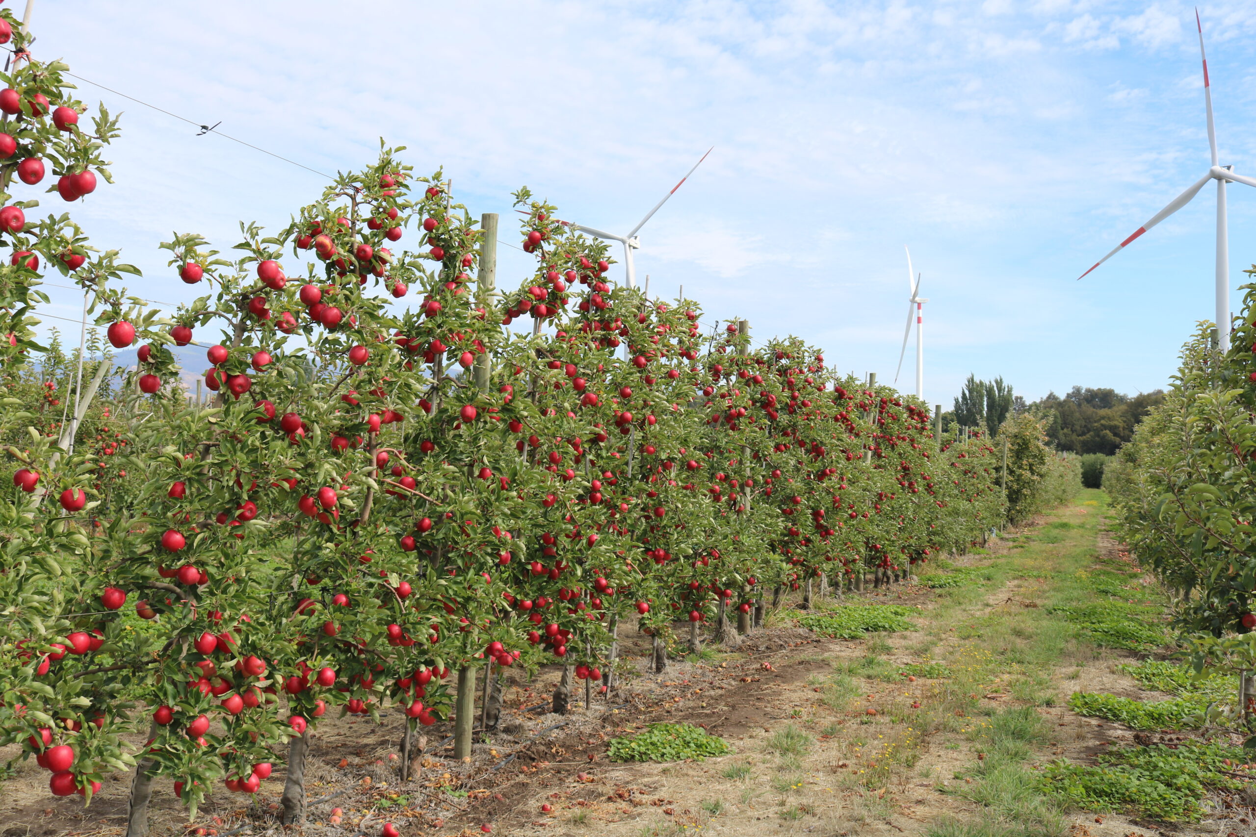 Chile avanza en la creación de una variedad nacional de manzana adaptada al cambio climático