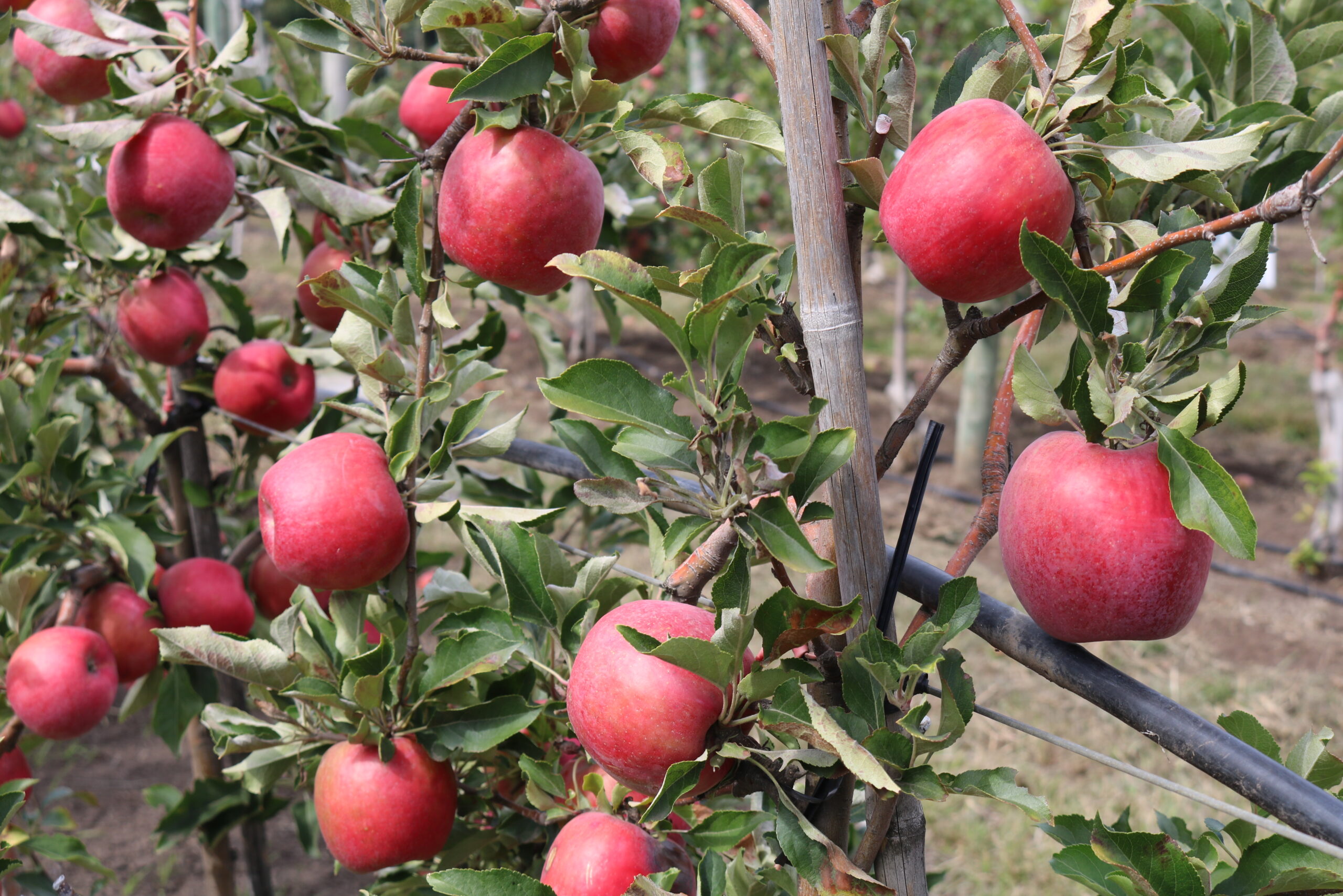 Chile avanza en la creación de una variedad nacional de manzana adaptada al cambio climático
