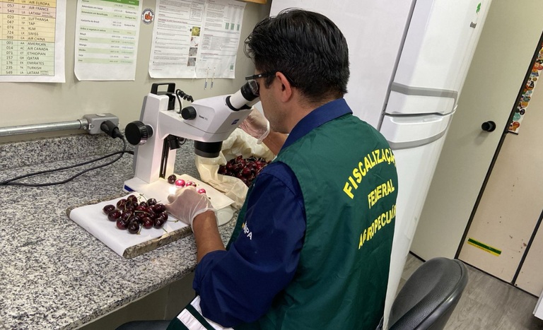 Envíos de cerezas chilenas a Brasil se “mantienen con total normalidad” tras detección de plaga en un cargamento 3 Envíos de cerezas chilenas a Brasil se “mantienen con total normalidad” tras detección de plaga en un cargamento