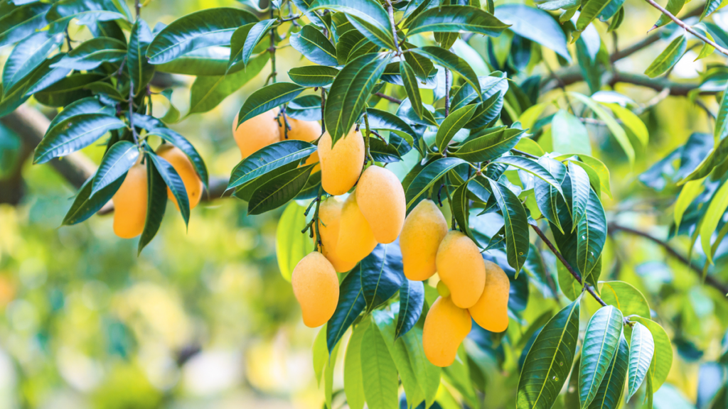 Eosta introduce el primer envío marítimo de mangos Ataúlfo orgánicos desde Perú a Europa