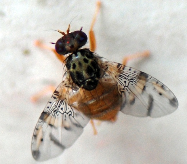 Sociedad Agrícola del Norte llama a la unidad y rechaza intentos de desinformar a los agricultores frente a la mosca de la fruta