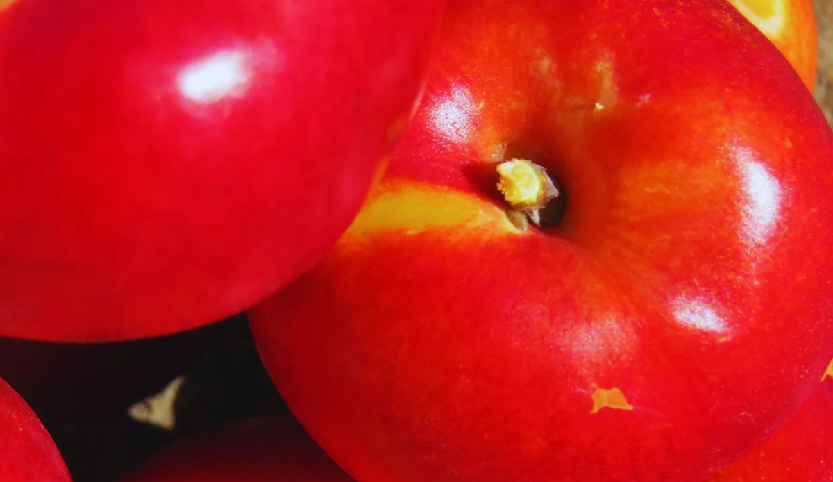 Pionero INTA, la nectarina argentina con más de 47 días de conservación 5 Pionero INTA, la nectarina argentina con más de 47 días de conservación