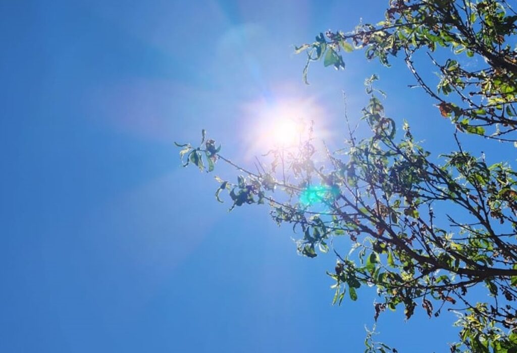 Ola de calor en Chile: consejos para cuidar los cultivos