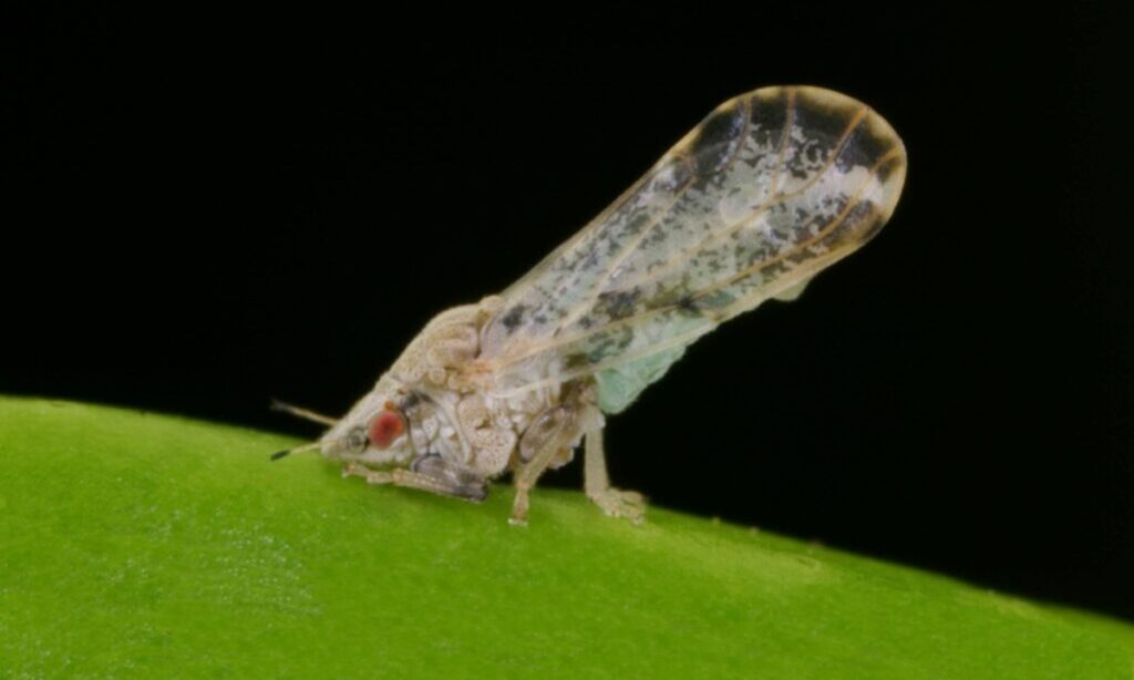 Un nuevo impulso contra el greening: un árbol desarrollado por la Universidad de Florida muestra tolerancia al HLB
