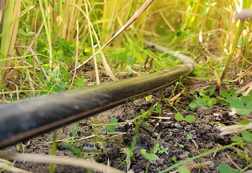 Ola de calor en Chile: consejos para cuidar los cultivos 