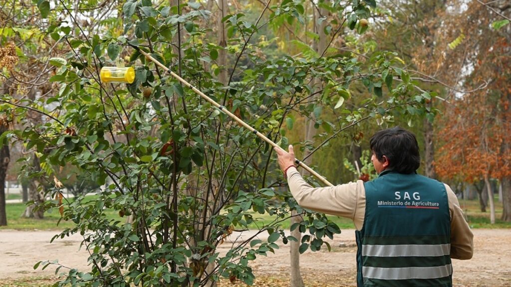 Sociedad Agrícola del Norte rechaza intentos de desinformar a los agricultores frente a la mosca de la fruta