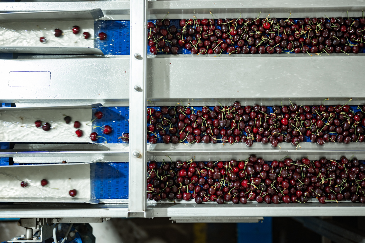 Copefrut inicia su temporada de exportación de cerezas con foco en la calidad y menor dependencia del mercado chino 6 Cerezas procesadas de Copefrut