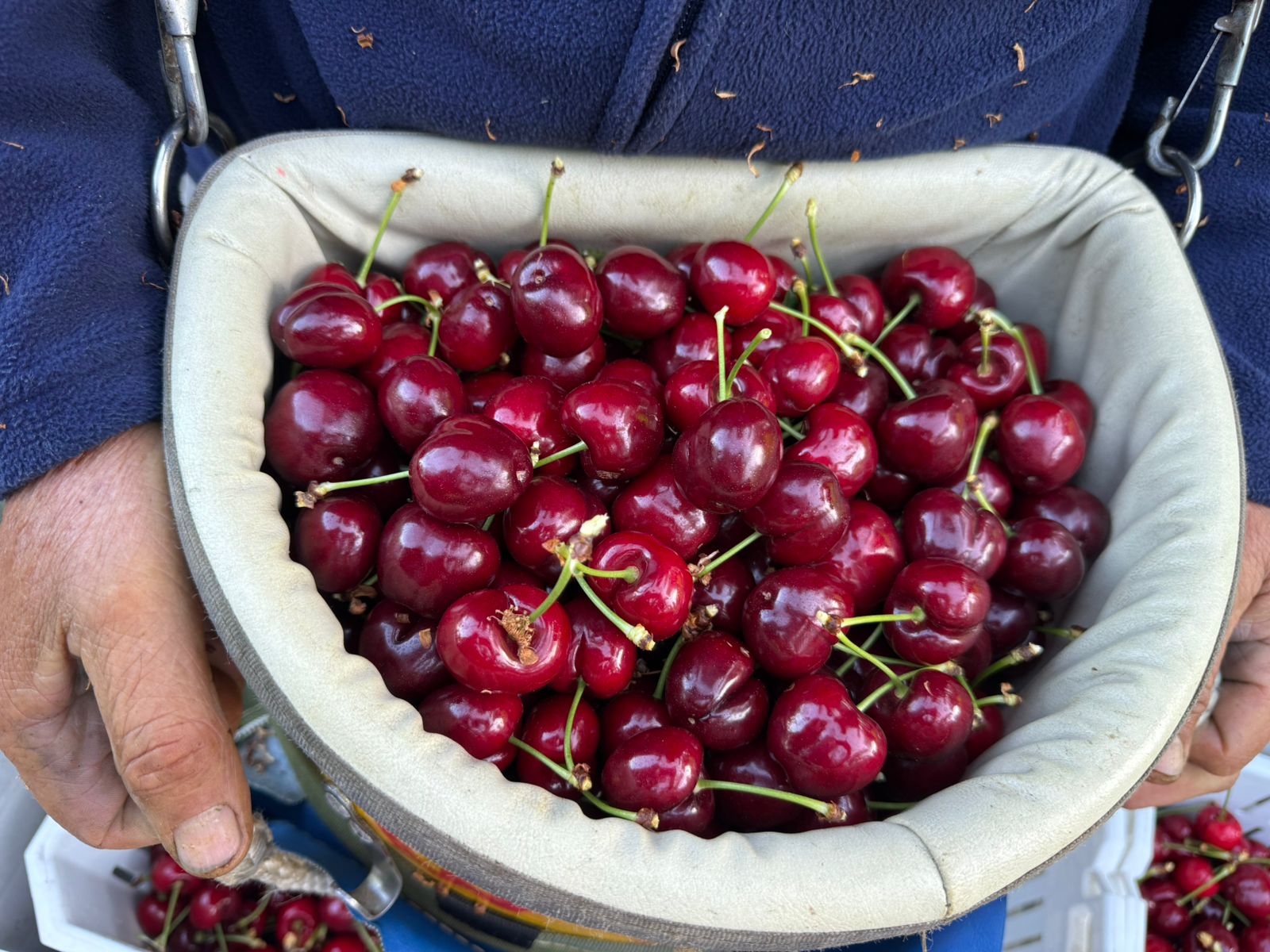 Copefrut inicia su temporada de exportación de cerezas con foco en la calidad y menor dependencia del mercado chino 3 Cosecha de cerezas de Copefrut