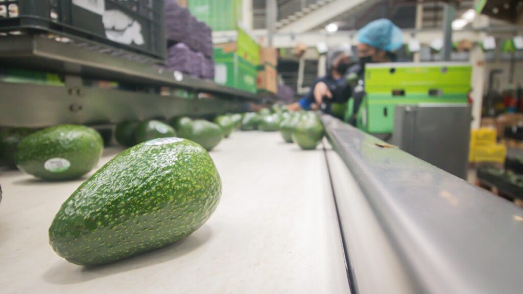 México avanza en la implementación del Certificado Laboral para la exportación de aguacate