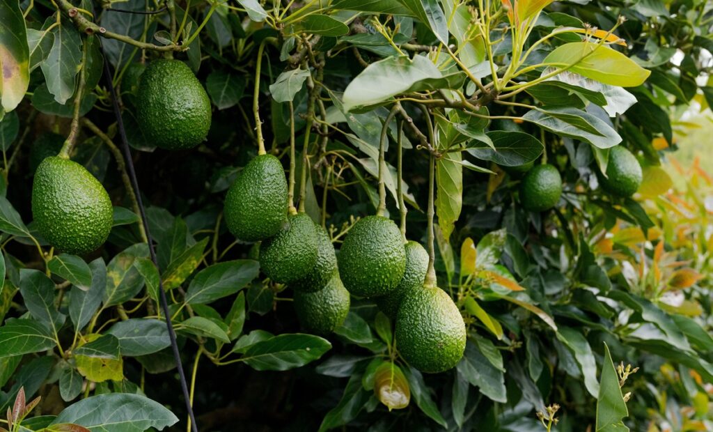 Costco se suma a la venta de aguacate mexicano libre de deforestación
