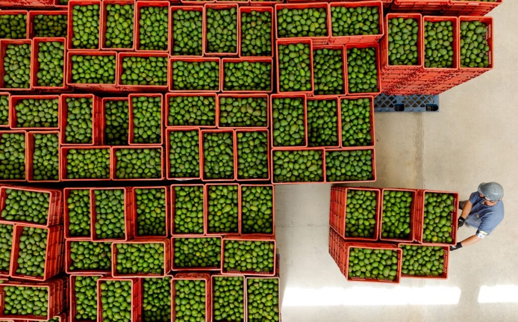 El aguacate Hass colombiano refuerza su crecimiento con la meta de superar las 180 mil toneladas exportadas al cierre del año