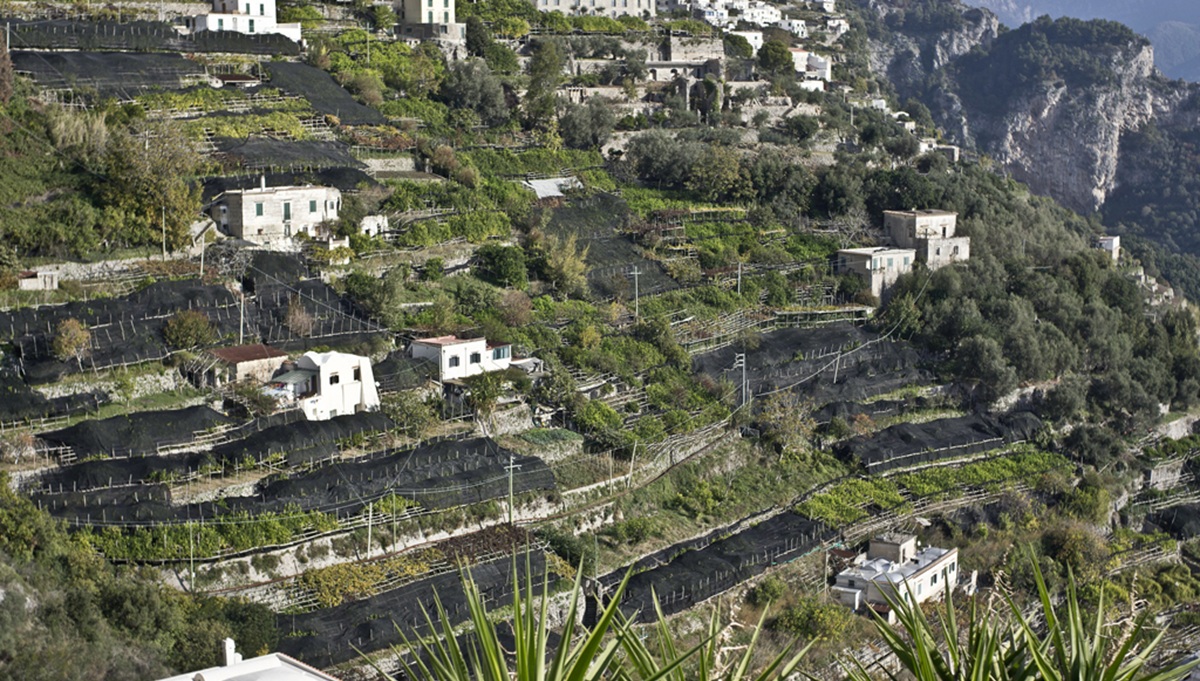 En Italia crece un limón tan singular como el paisaje que lo rodea