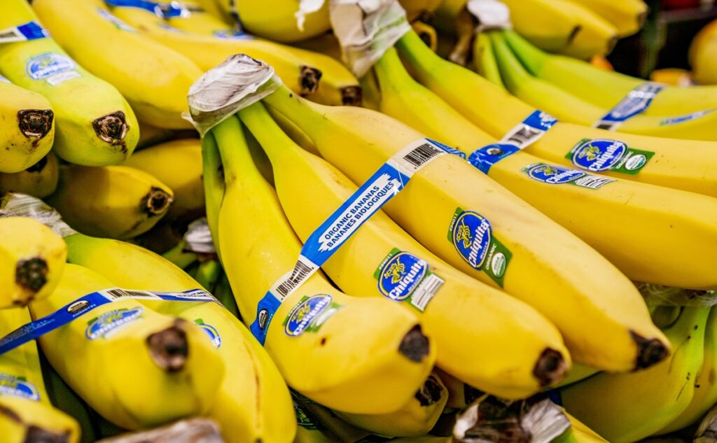 Gobierno de Panamá coordina reunión con Chiquita para definir los próximos pasos de la reactivación bananera en Bocas del Toro