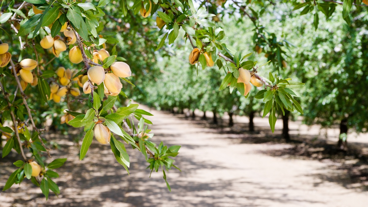 España proyecta una cosecha de almendras 6,6% superior en la campaña 2026/27