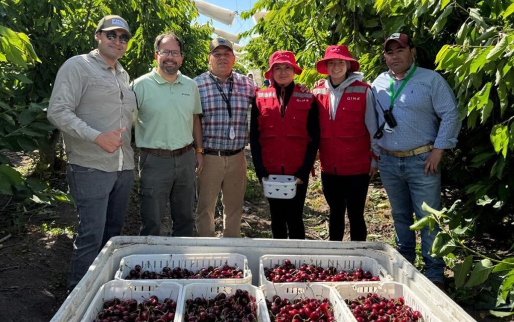 Camposol acelera su apuesta por las cerezas en Chile y proyecta crecimiento en zonas tempranas
