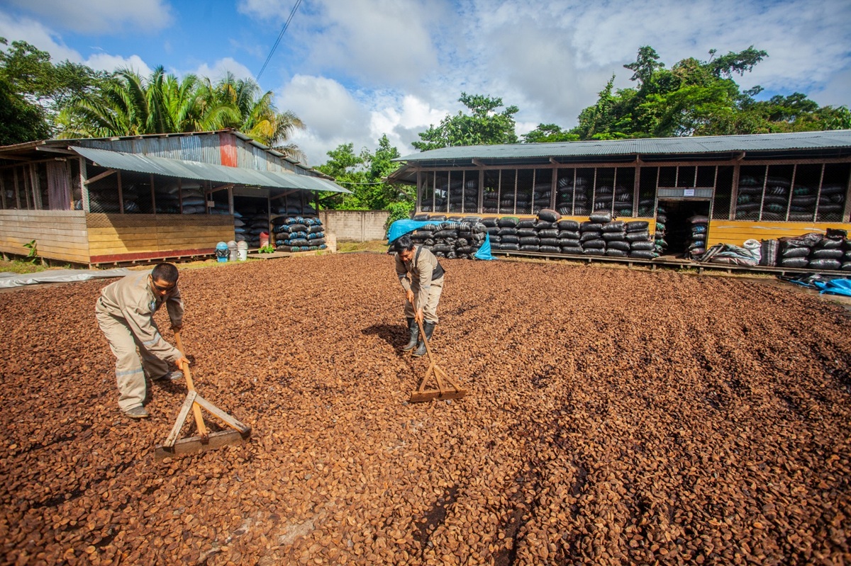 Primer embarque de castañas peruanas llega al mercado chino