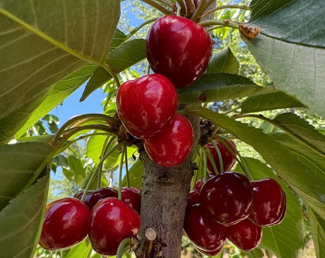 Camposol acelera su apuesta por las cerezas en Chile y proyecta crecimiento en zonas tempranas