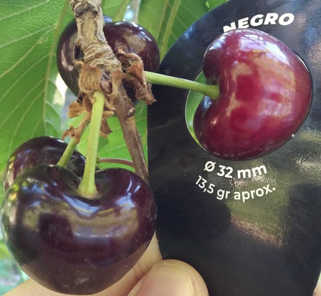 Argentina prioriza calidad y modera envíos de cerezas a China 5 Argentina prioriza calidad y modera envíos de cerezas a China