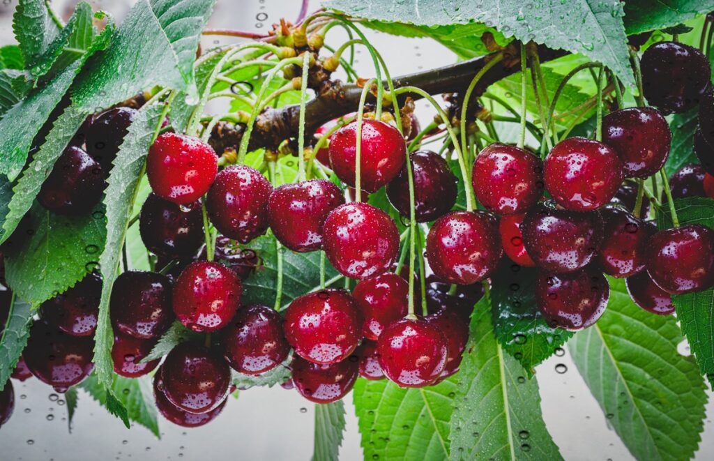 ¿Cómo proteger las cerezas frente a las lluvias?