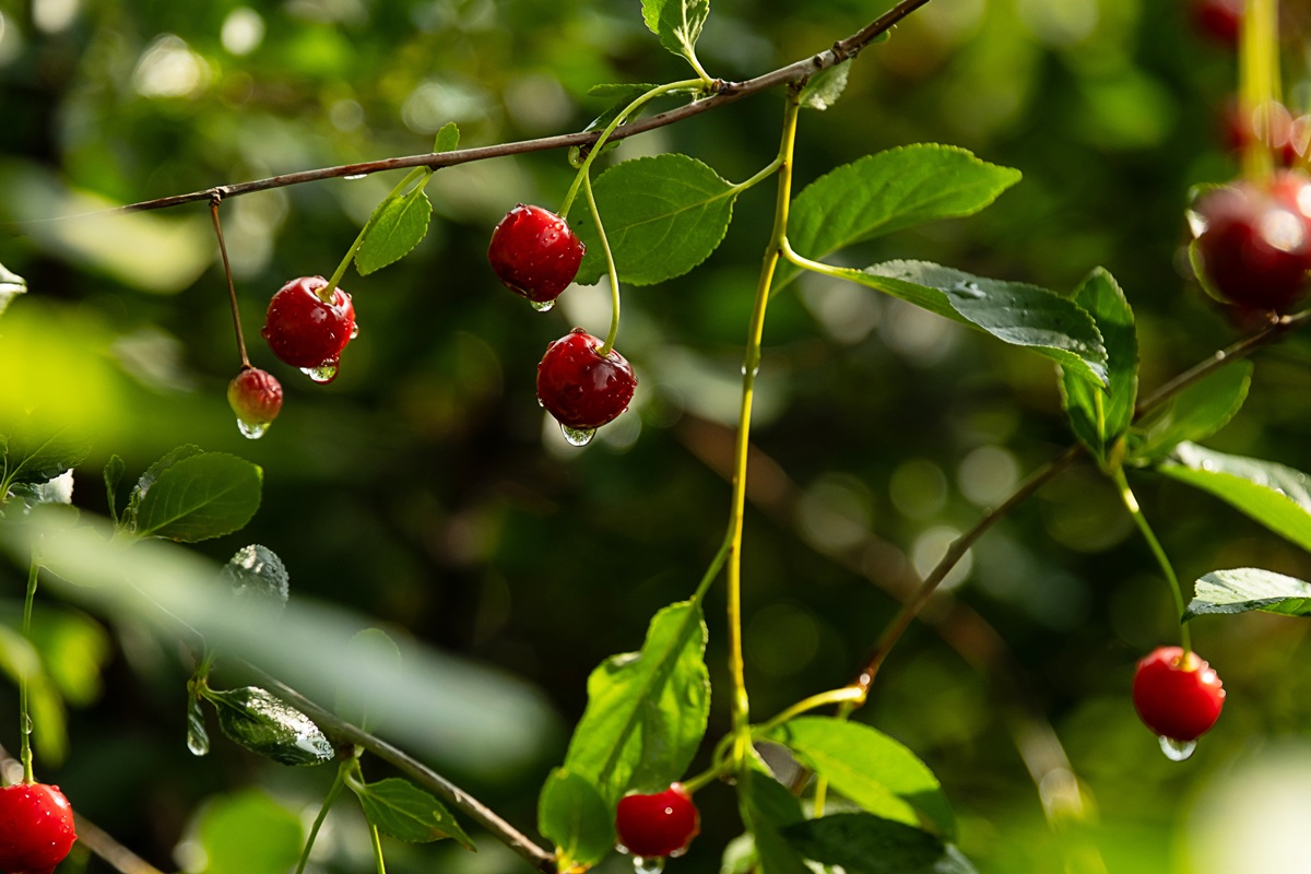 ¿Cómo proteger las cerezas frente a las lluvias? 3 ¿Cómo proteger las cerezas frente a las lluvias?
