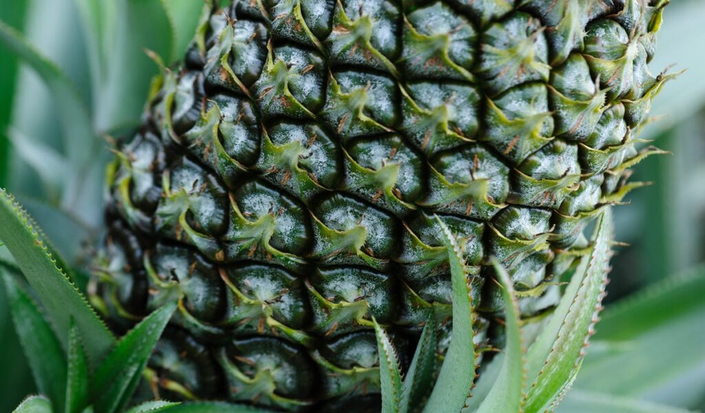 Brasil lanza dos nuevas variedades de piña resistentes a la fusariosis