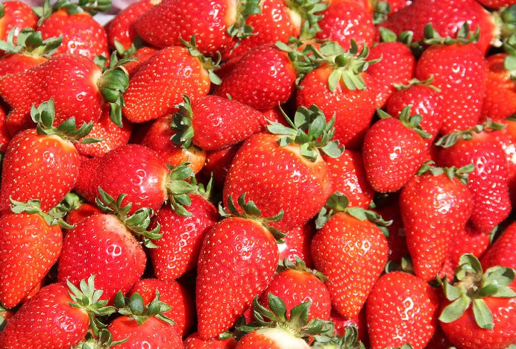 Fênix: la frutilla que busca reemplazar a los plantines importados en Brasil