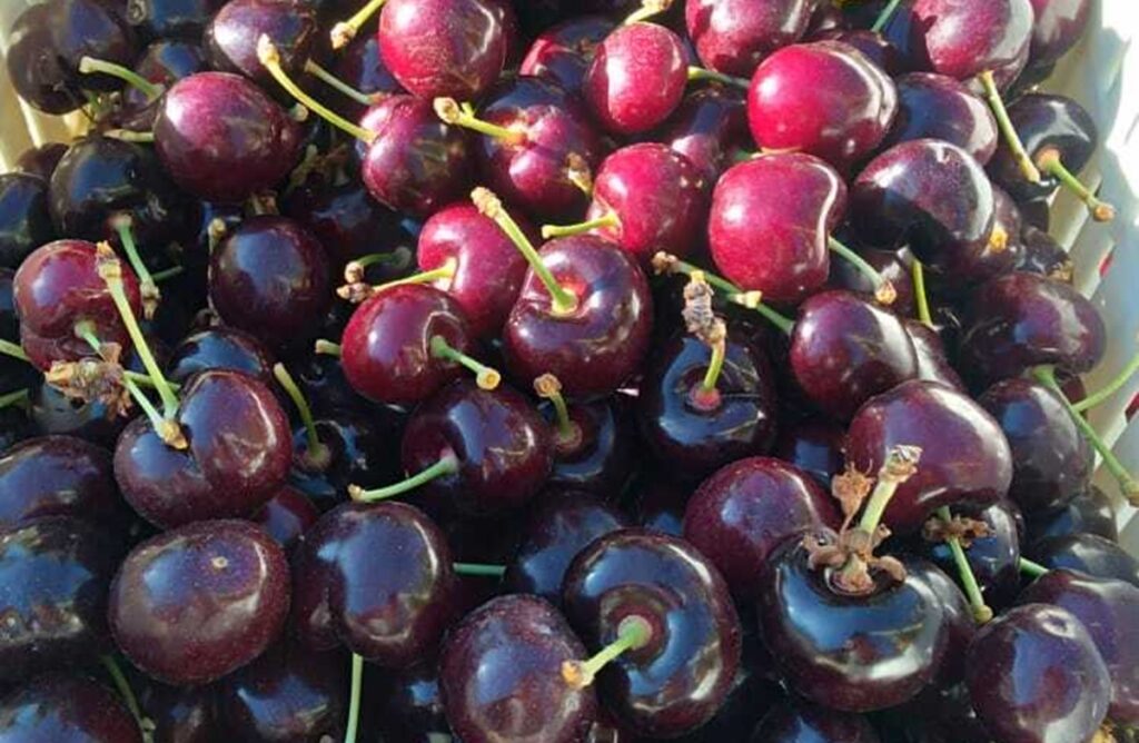 Argentina prioriza calidad y modera envíos de cerezas a China