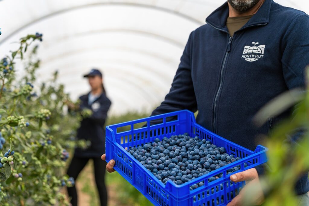 Berry Christmas: la apuesta navideña de Hortifrut que transforma los arándanos en un regalo saludable