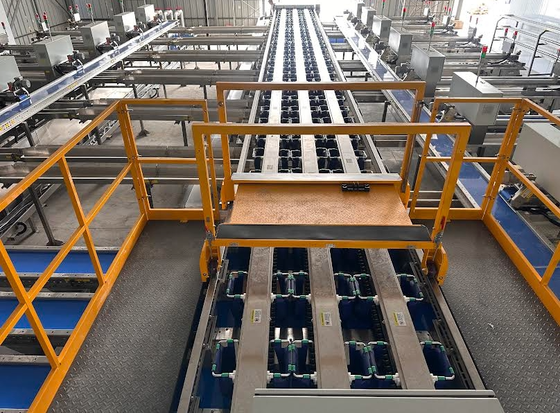 Cerezas de calidad superior: procesos eficientes con la mejor tecnología