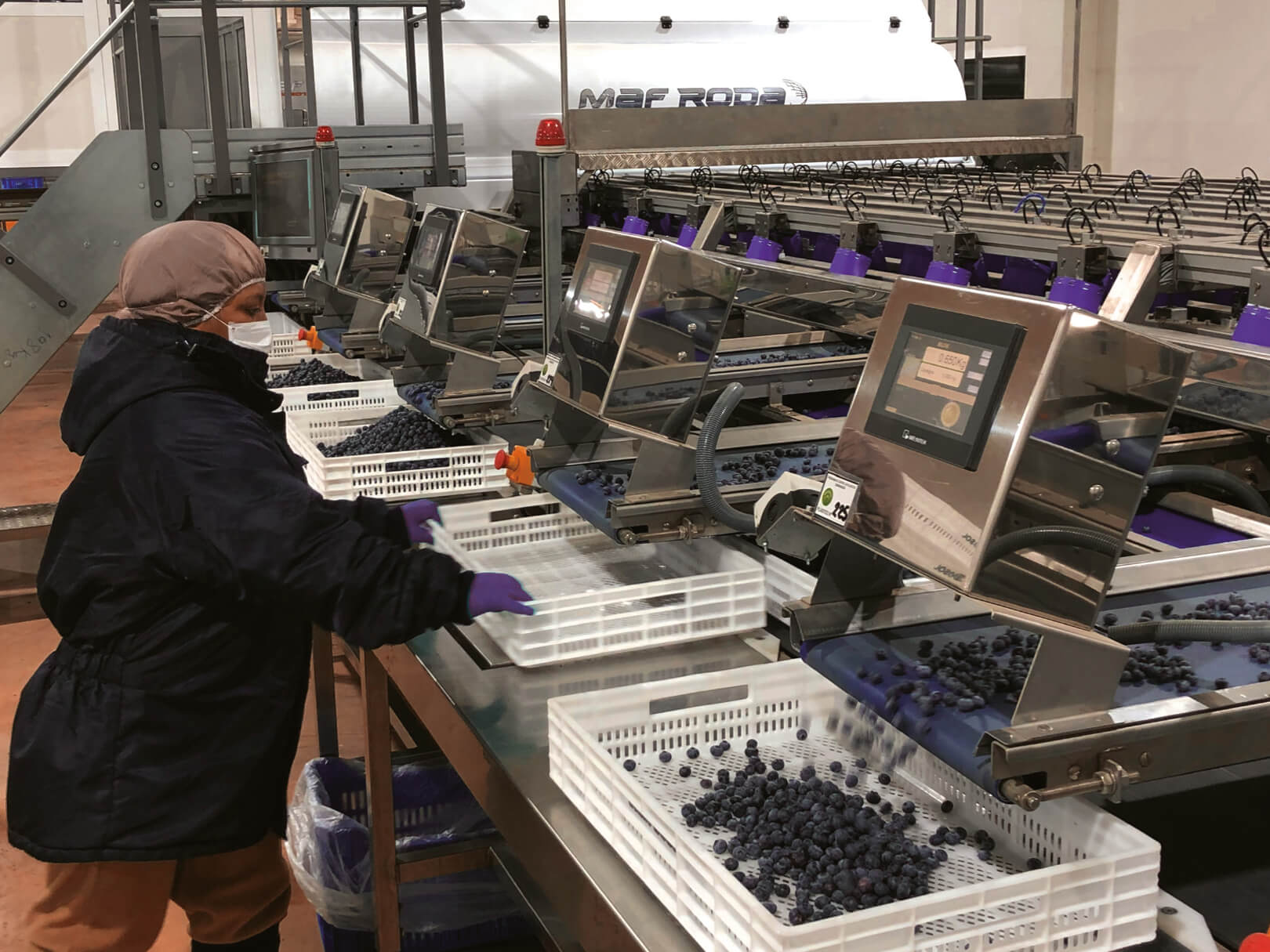 Arándanos peruanos en plena producción 