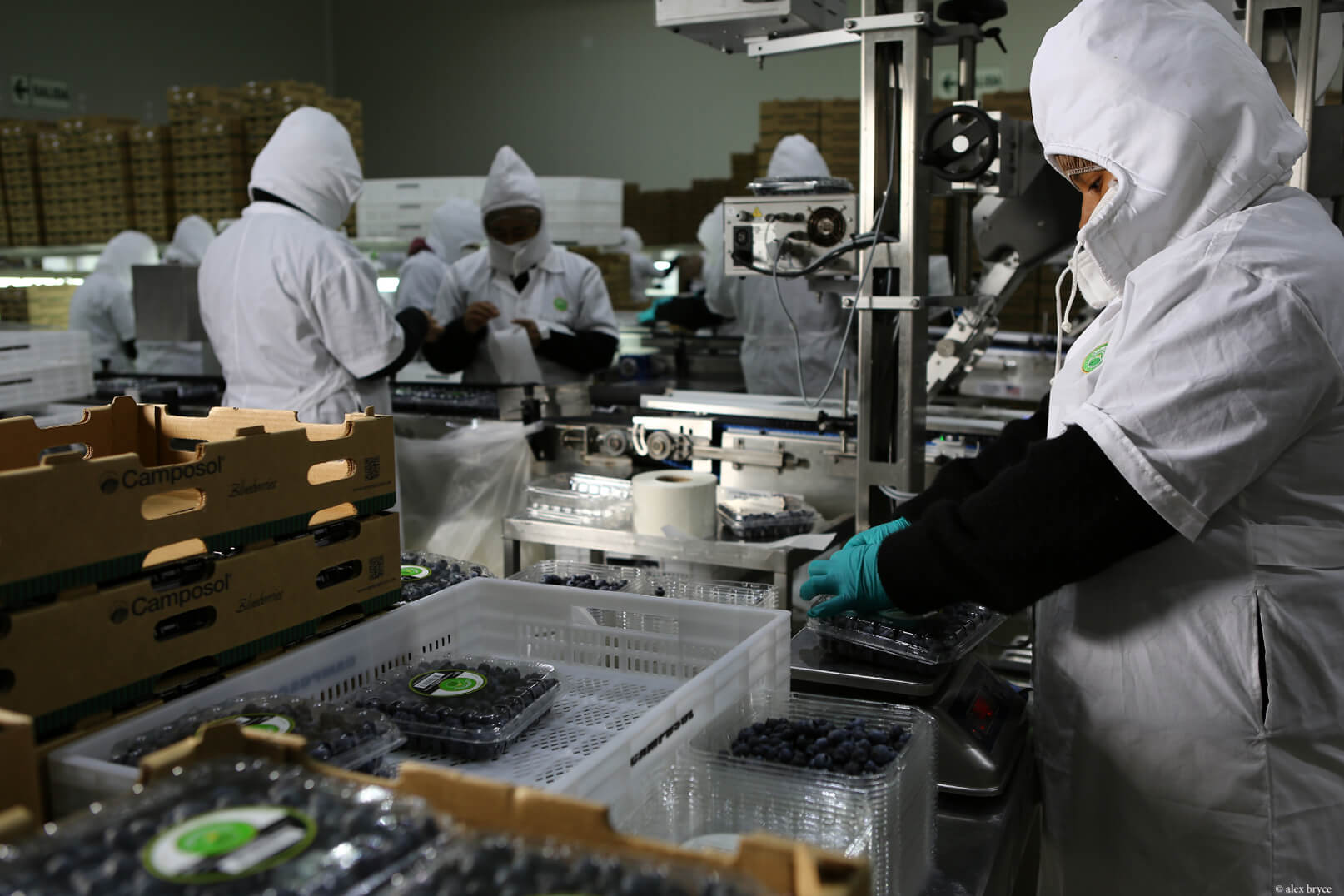 Packing de arándanos peruanos 