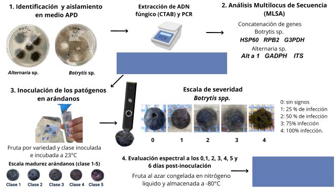 fitopatólogo digital