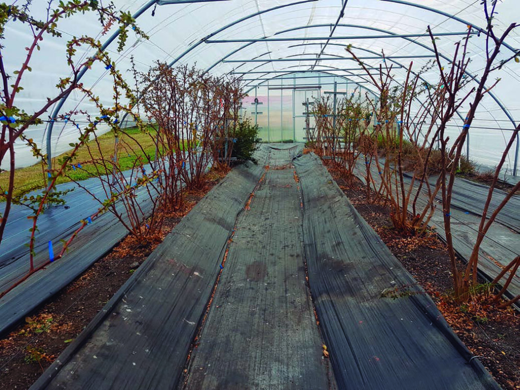 producción de calafate
