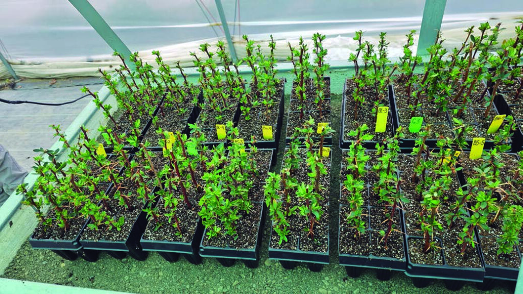 producción de calafate