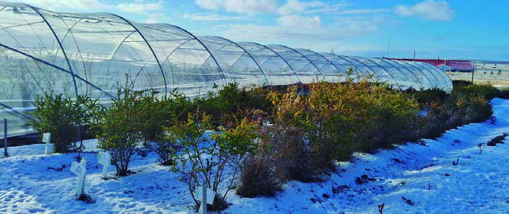 producción de calafate