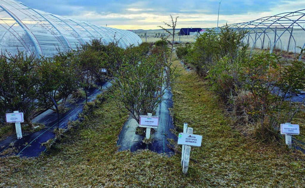 producción de calafate