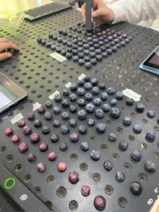 fitopatólogo digital