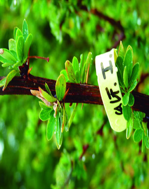 producción de calafate