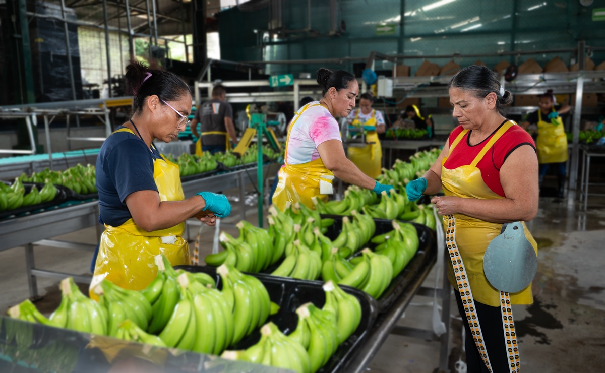 Costa Rica y México unen esfuerzos para garantizar la bioseguridad en el Congreso Internacional del Banano 2026 3 Costa Rica y México unen esfuerzos para garantizar la bioseguridad en el Congreso Internacional del Banano 2026