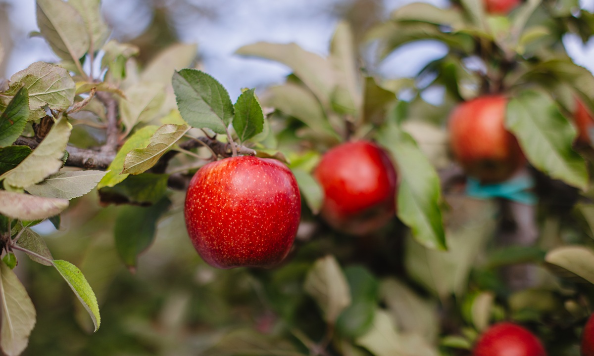 JAZZ™ y ENVY™ cumplen 40 años: así nacieron las manzanas premium más exitosas del mundo