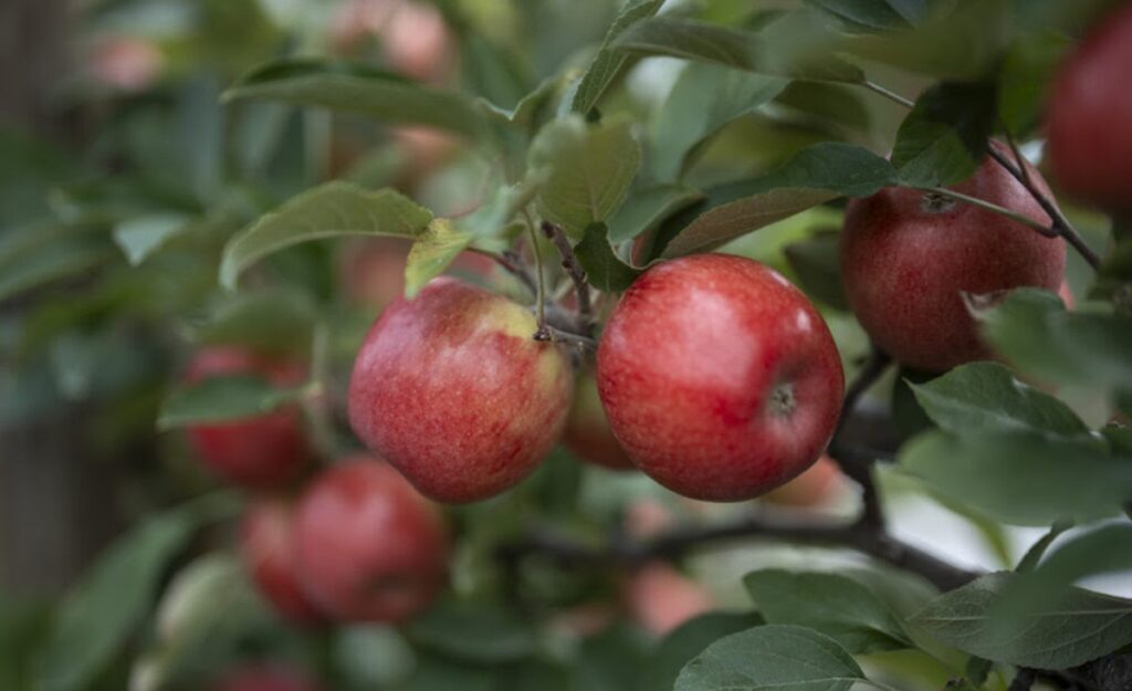 JAZZ™ y ENVY™ cumplen 40 años: así nacieron las manzanas premium más exitosas del mundo