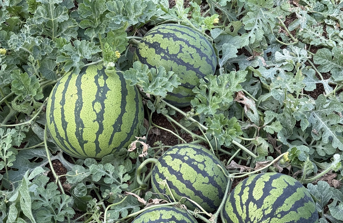 Semillas Fitó afianza su apuesta en sandía con variedades de alta calidad, adaptabilidad y producción