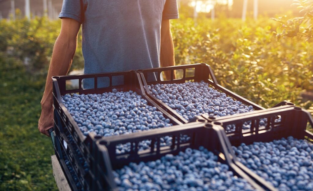 SENASA aprueba Harvista™ 1.3 SC de AgroFresh para uso en arándanos en Perú