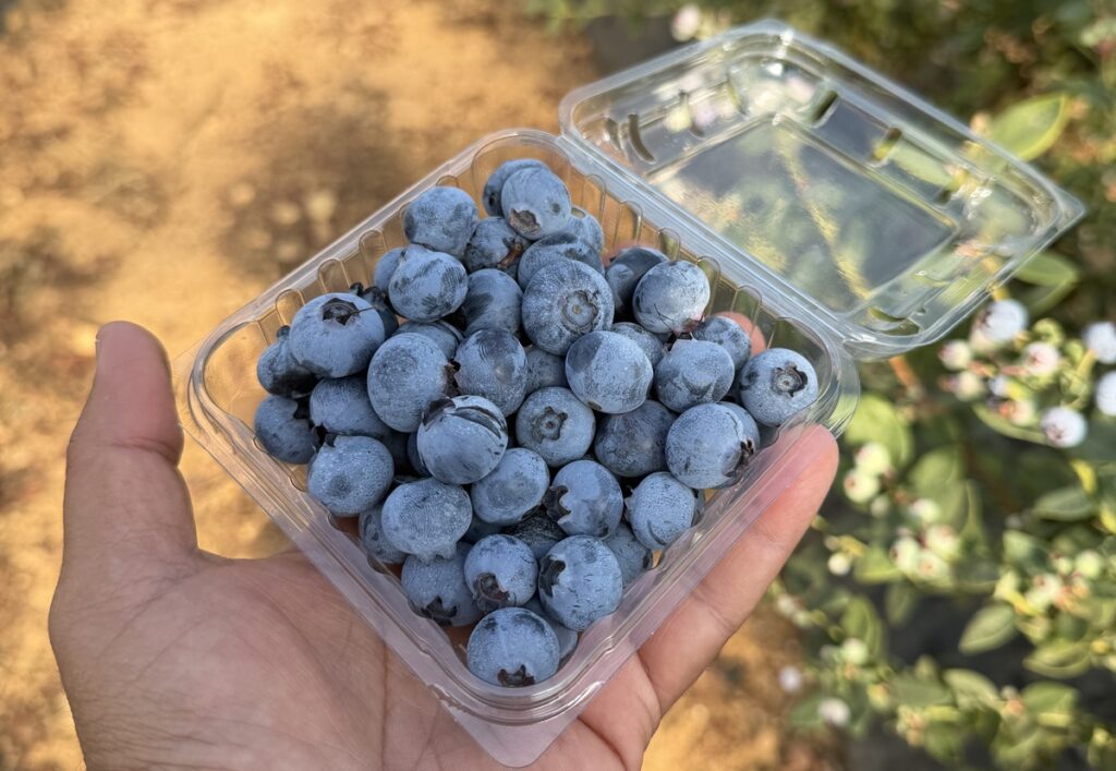 Tropical Blue adelanta su cosecha en España y Marruecos y destaca por su alta calidad