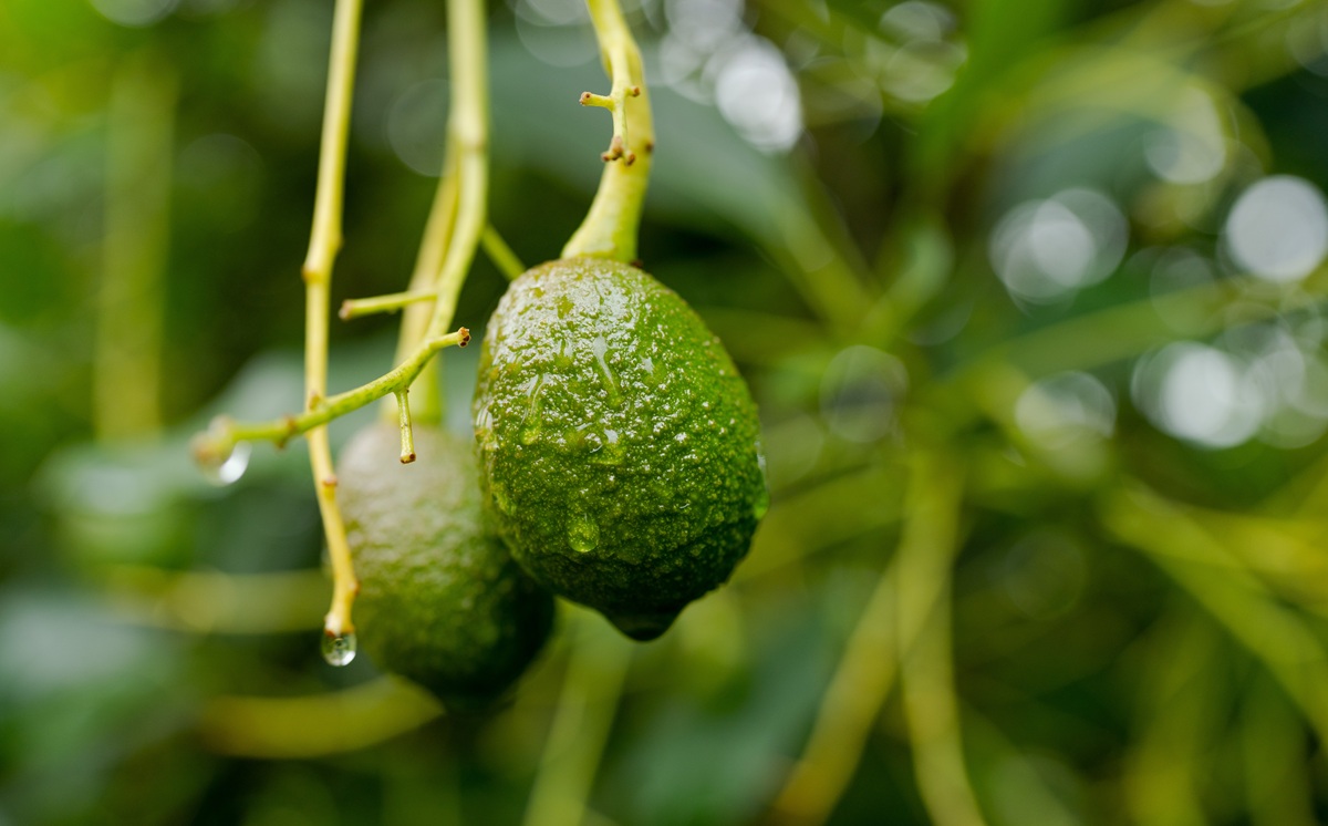 Aguacate Hass colombiano refuerza su crecimiento con la meta de más de 180 mil toneladas exportadas