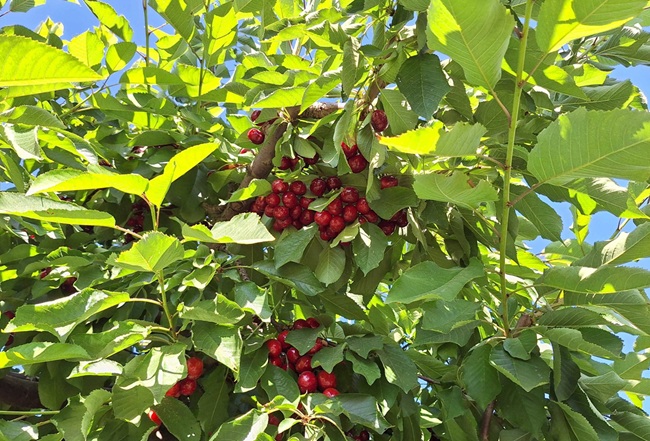 Más allá de China: las cerezas chilenas llegan a EE.UU. y Europa en medio de la expansión del mercado