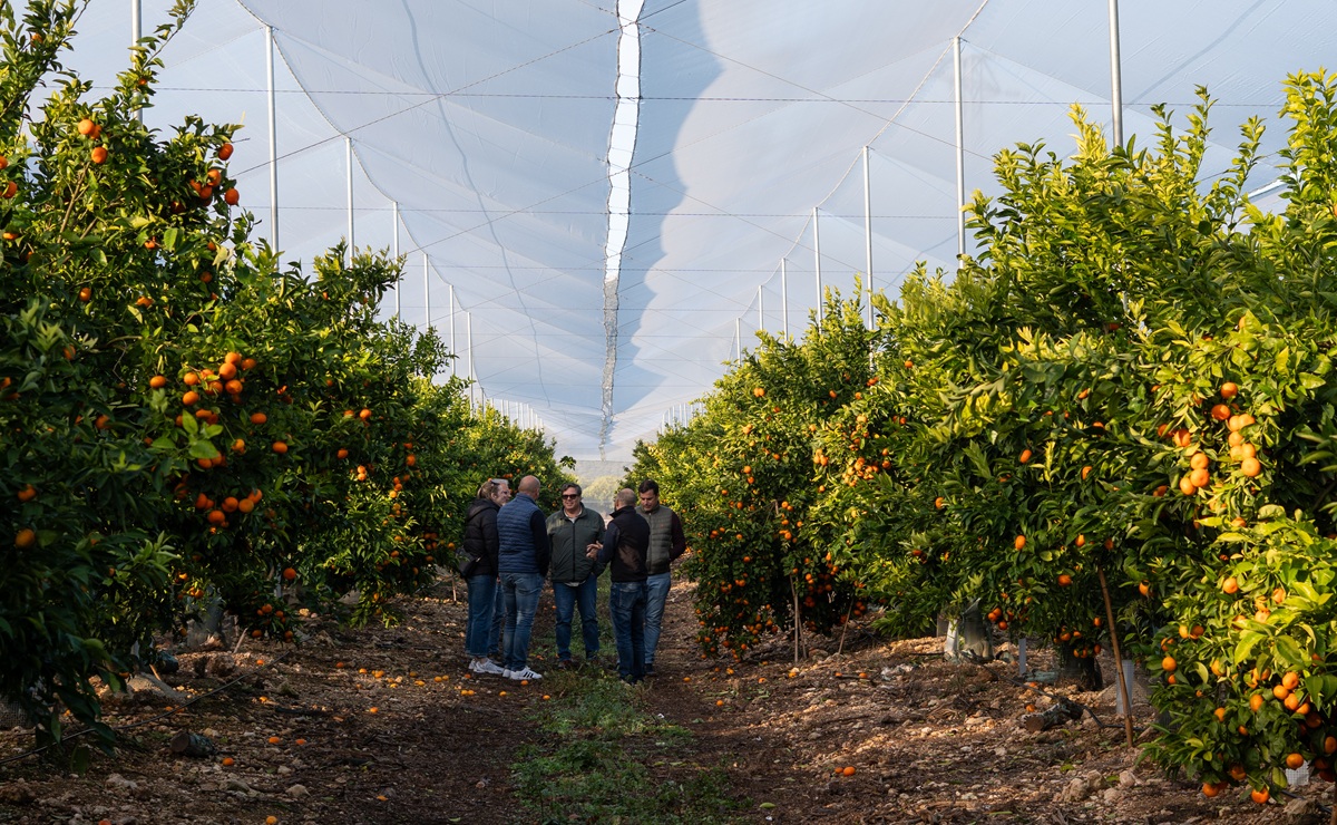 Las nuevas mandarinas premium de GENESIS FRESH brillan en Europa 3 Las nuevas mandarinas premium de GENESIS FRESH brillan en Europa