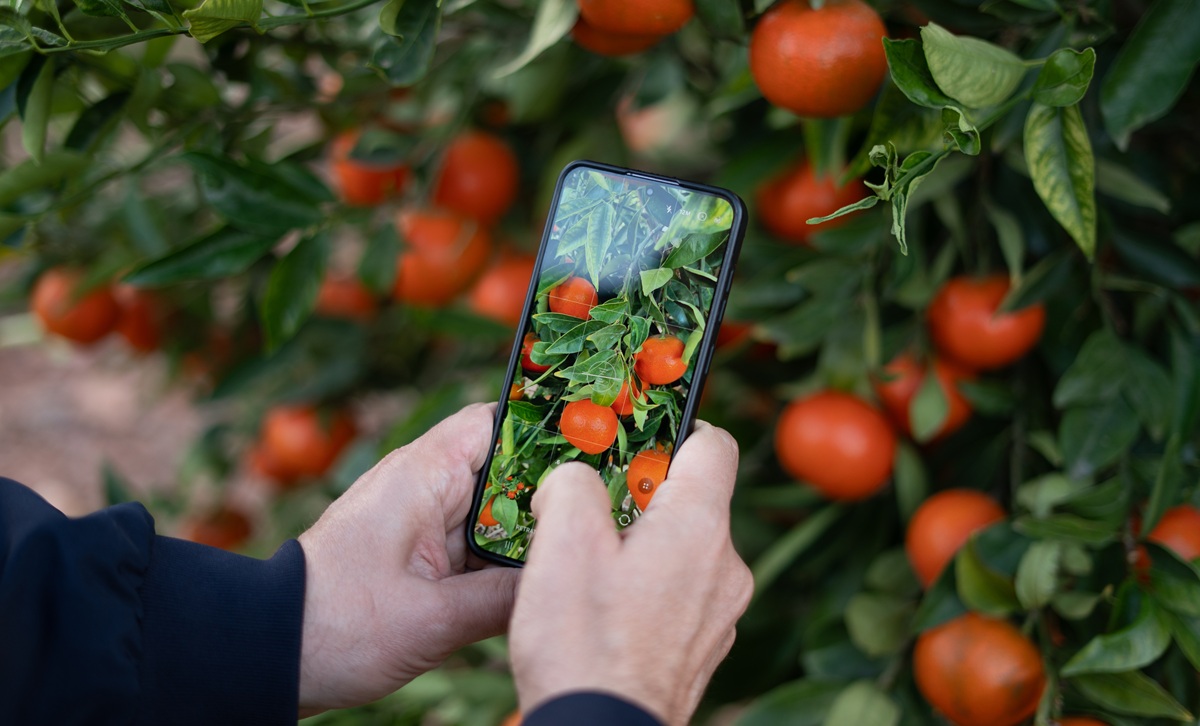 Las nuevas mandarinas premium de GENESIS FRESH brillan en Europa 6 Las nuevas mandarinas premium de GENESIS FRESH brillan en Europa